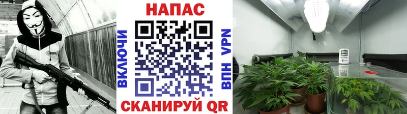 Марихуана сатива  Калининск 